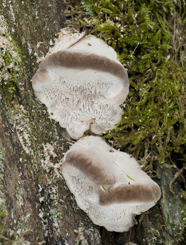 Trametes suaveolens